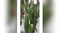 Классический дизайн, искусственные растения кактуса, имитация бонсай для внутренней отделки